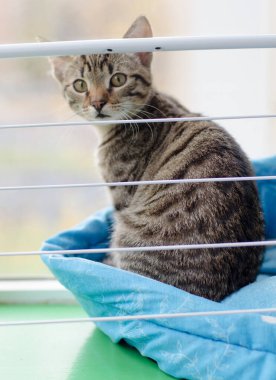 Gri çizgili kedi yavrusu güzelce oturur ve çerçeveye bakar.