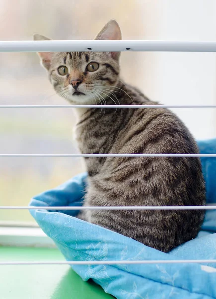 Gri çizgili kedi yavrusu güzelce oturur ve çerçeveye bakar.