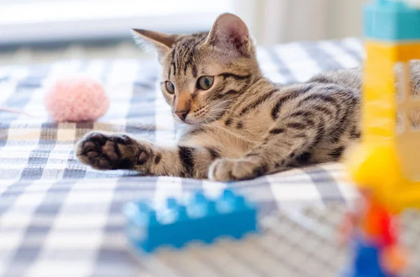 Tekir kedicik yalan söylüyor ve izliyor