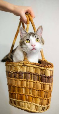 Kedi hasır bir çantada oturuyor. Kar beyazı göğüslü ve şık bıyıklı bir kedi. Komik bir hayvan..