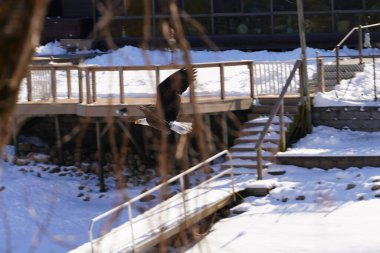 Kuzey Amerikalı kel kartal haliaeetus leucocephalus Wisconsin 'de soğuk kış boyunca gökyüzünde uçuyor..