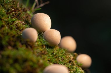 Çürümüş bir yosunlu ağaç gövdesinde sonbaharda birçok küçük ağaç mantarı yetişir. 