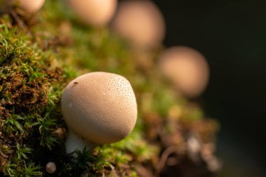 Çürümüş bir yosunlu ağaç gövdesinde sonbaharda birçok küçük ağaç mantarı yetişir. 