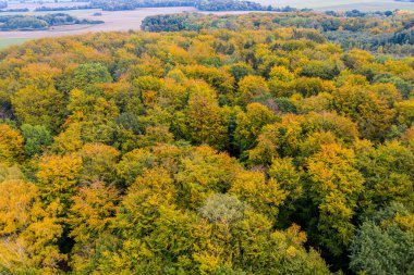 Sonbaharda yukarıdan karışık bir ormanın insansız hava aracı fotoğrafı.
