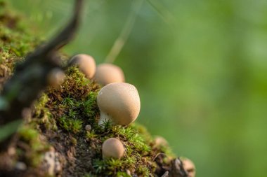 Çürümüş bir yosunlu ağaç gövdesinde sonbaharda birçok küçük ağaç mantarı yetişir. 