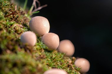 Çürümüş bir yosunlu ağaç gövdesinde sonbaharda birçok küçük ağaç mantarı yetişir. 