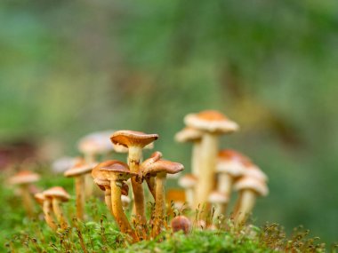 Çürümüş bir yosunlu ağaç gövdesinde sonbaharda birçok küçük ağaç mantarı yetişir. 