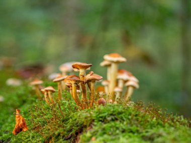 Çürümüş bir yosunlu ağaç gövdesinde sonbaharda birçok küçük ağaç mantarı yetişir. 