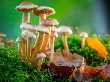 Çürümüş bir yosunlu ağaç gövdesinde sonbaharda birçok küçük ağaç mantarı yetişir. 