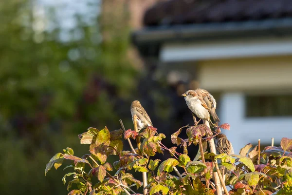 Group Small Sparrows Sits Tips Shrub — Stock Photo, Image