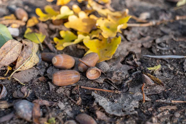 Brown Acorns Autumn Leaves Lie Forest Floor — Stock Photo, Image