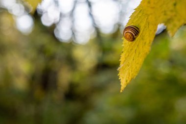 Bir salyangoz kabuğu sarı bir sonbahar yaprağına yapışır.