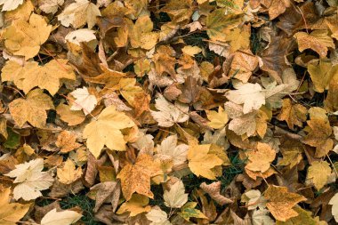 Orman zemini sonbaharda sarı yapraklarla kaplıdır.