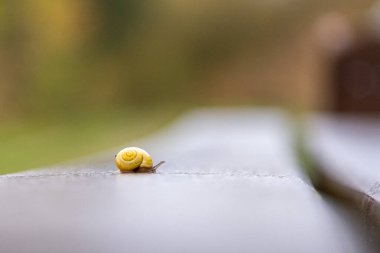 Sarı salyangoz kabuklu küçük bir salyangoz park bankında emekliyor.
