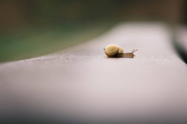 Sarı salyangoz kabuklu küçük bir salyangoz park bankında emekliyor.