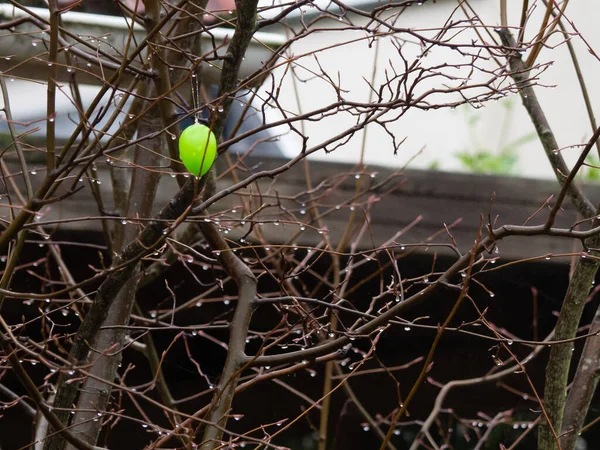 Arbusto Sem Folhas Ramos Encharcados Chuva Pendura Ovo Páscoa Plástico — Fotografia de Stock