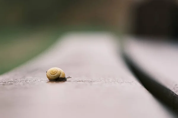 Eine Kleine Schnecke Mit Gelbem Schneckenhaus Krabbelt Auf Einer Parkbank — Stockfoto