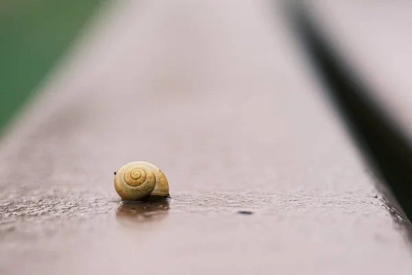 Small Snail Yellow Snail Shell Crawls Park Bench — Stock Photo, Image