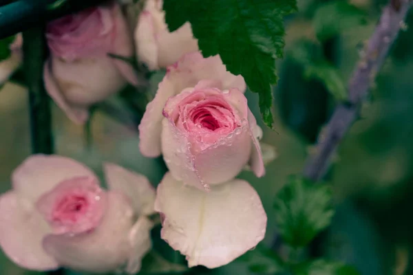 Pink Rose Flowers Thick Raindrops — Stock Photo, Image