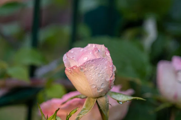 Pink Rose Flowers Thick Raindrops — Stock Photo, Image