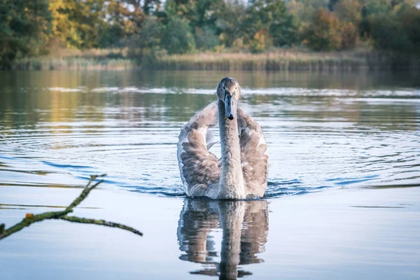 Close Cisne Cinzento Nadando Lago — Fotografia de Stock