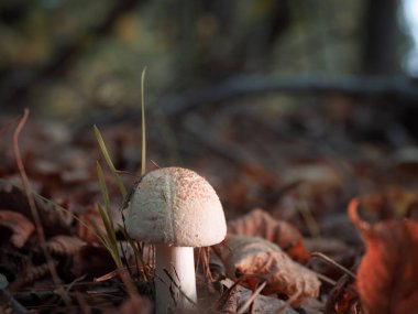 Ormanın zemininde kırmızı-kahverengi yapraklarla çevrili küçük beyaz bir mantar duruyor.