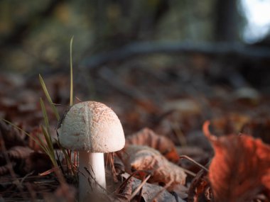 Ormanın zemininde kırmızı-kahverengi yapraklarla çevrili küçük beyaz bir mantar duruyor.
