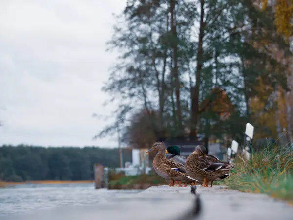 Někteří Samci Samice Divokých Zvířat Stojí Dřevěném Molu Vedle Řeky — Stock fotografie