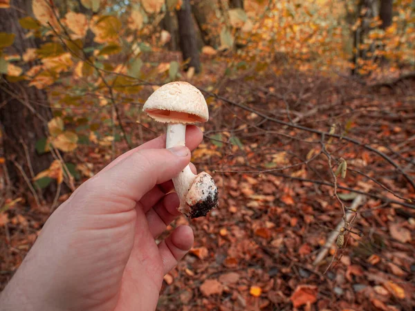 Ciuperca Albă Mică Este Ținută Mână Pădure Cameră — Fotografie, imagine de stoc