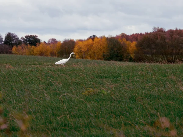 Meadow Stands White Egret Looks Food — Stock Photo, Image