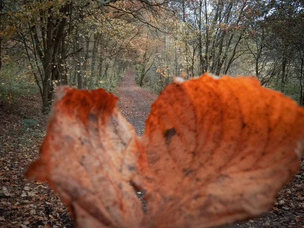 Förgrunden Ett Rödfärgat Löv Och Bakgrunden Stig Täckt Med Höstlöv — Stockfoto