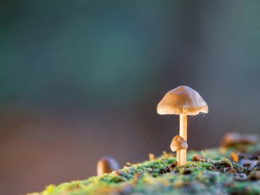 Küçük ağaç mantarları ölü bir ağaç gövdesinde yetişir.