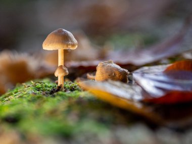 Küçük ağaç mantarları ölü bir ağaç gövdesinde yetişir.