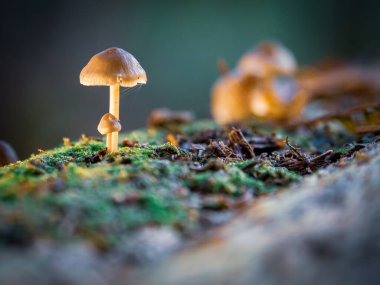 Küçük ağaç mantarları ölü bir ağaç gövdesinde yetişir.