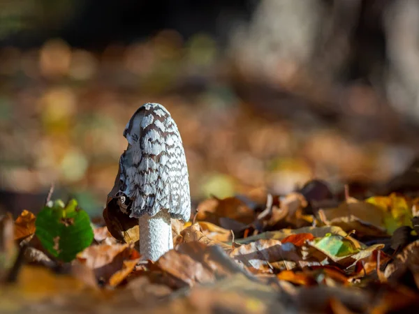 Olympus Digital Fungo Che Muove Fondo Forestale Ricoperto Foglie — Foto Stock