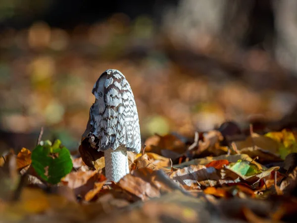 Olympus Digital Fungo Che Muove Fondo Forestale Ricoperto Foglie — Foto Stock