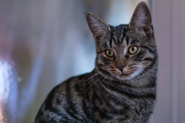 a portrait of a grey European house cat