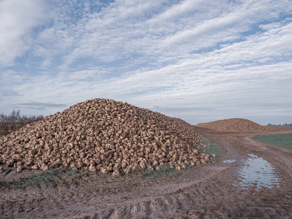 Ένας Τεράστιος Σωρός Από Κτηνοτροφικά Τεύτλα Βρίσκεται Πρόσφατα Ένα Χωράφι — Φωτογραφία Αρχείου