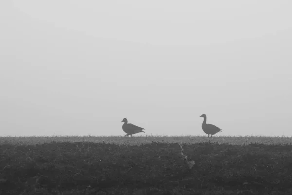 Dos Gansos Salvajes Paran Niebla Campo —  Fotos de Stock