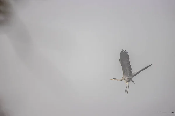 Una Garza Gris Vuela Cerca Lago — Foto de Stock