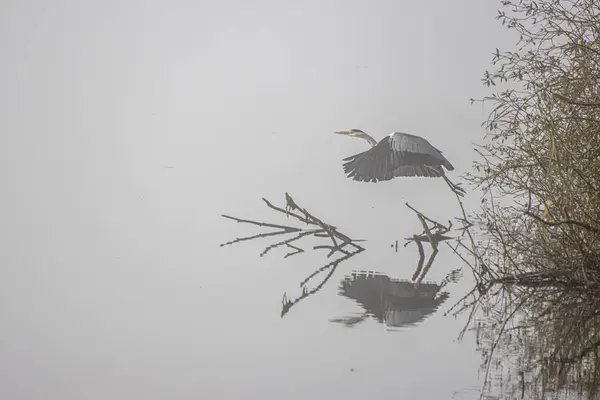 Ein Graureiher Fliegt Dicht Über Einem See Davon — Stockfoto