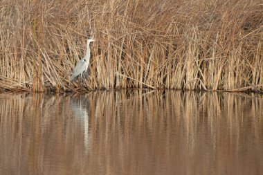 Gri balıkçıl bir gölün kıyısında duruyor ve dere avını arıyor.