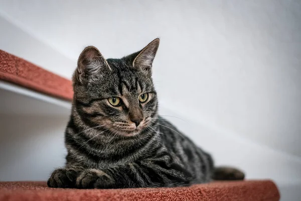a gray house cat lies lazy on a stair