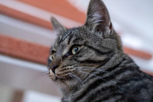 Gato Gris Casa Miente Perezoso Una Escalera — Foto de Stock