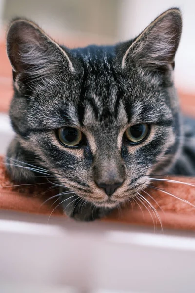 Gato Casa Cinza Está Preguiçoso Uma Escada — Fotografia de Stock