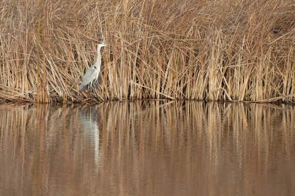 Grey Heron Stands Shore Lake Searches Brook Prey — Stock Photo, Image