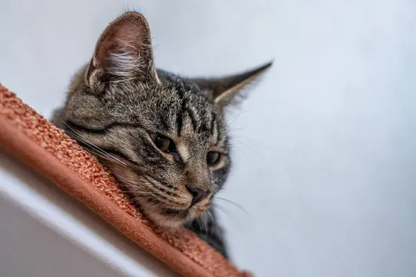 Gatto Della Casa Grigia Trova Pigro Una Scala — Foto Stock