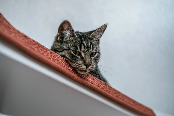 a gray house cat lies lazy on a stair