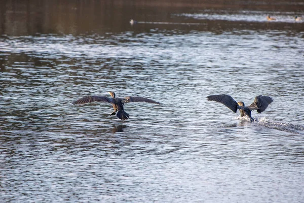 Doi Cormorani Aterizează Lac După Zbor — Fotografie, imagine de stoc