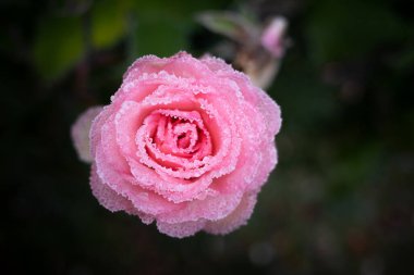 Bir gülün pembe çiçeği donla kaplıdır.
